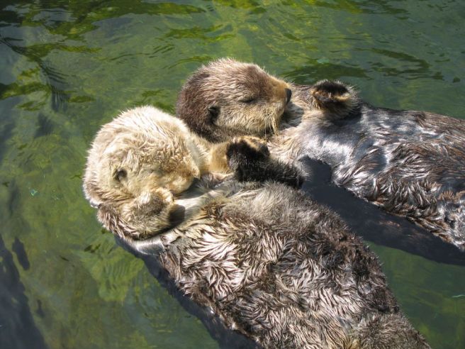 otters-holding-hands-3